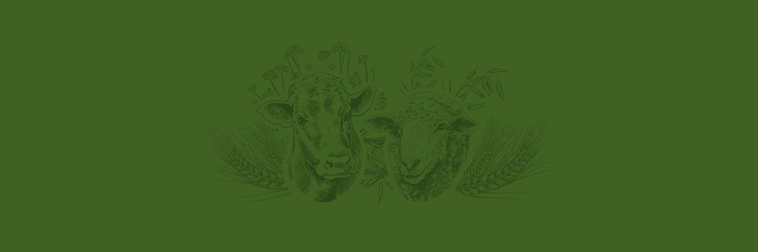 example wysiwyg image