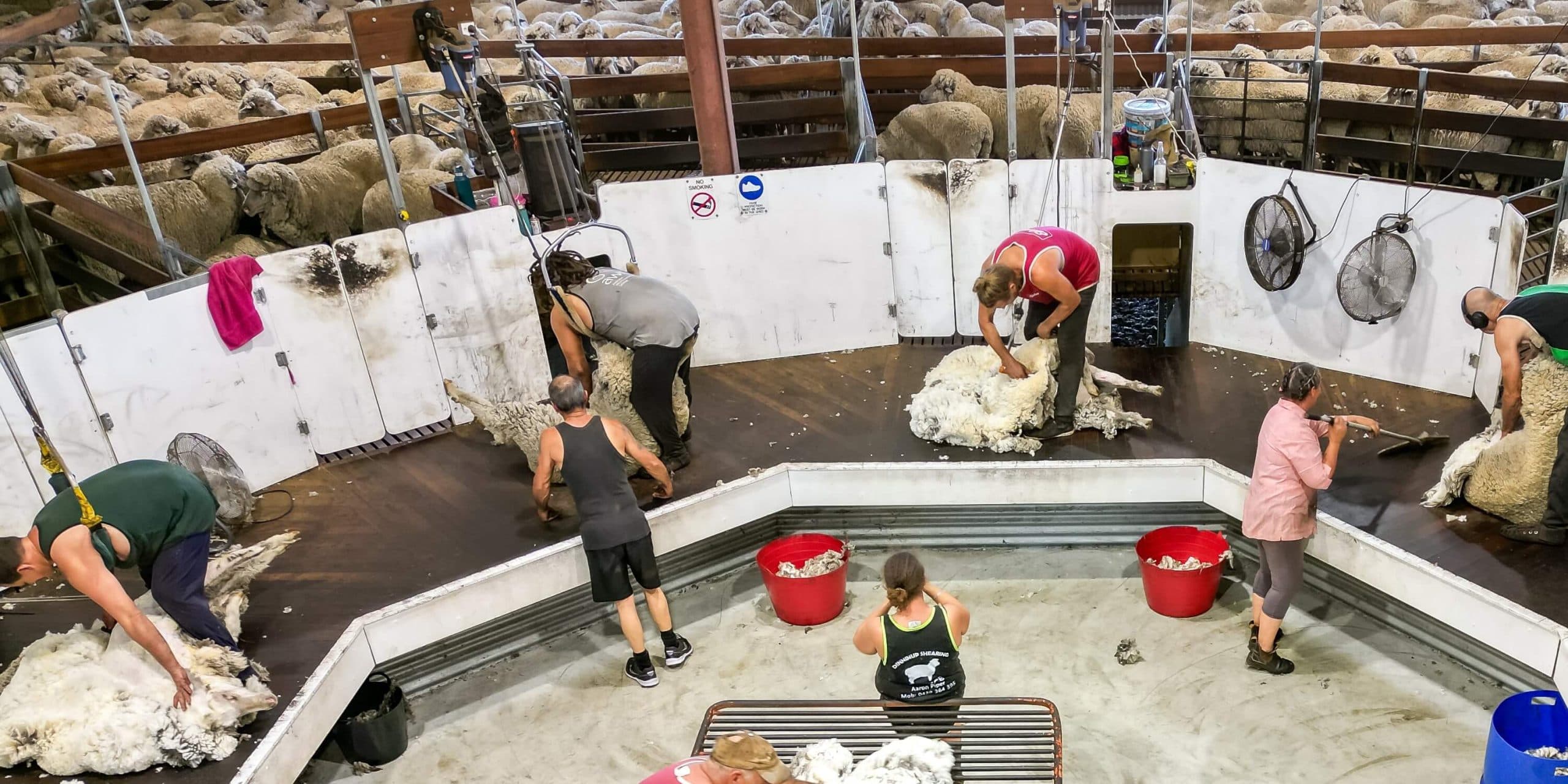 Shearing Shed